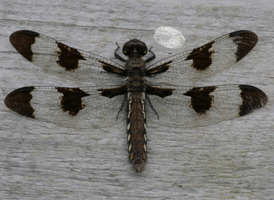 Common Whitetail